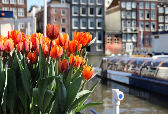 Is Amsterdam Finally Growing Sick of Expats?