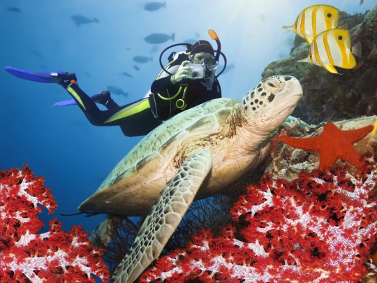 Diving Clubs In Panama: Where To Find The Best Scuba Spots