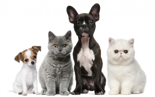 How To Take Your Pets To Cyprus From The UK