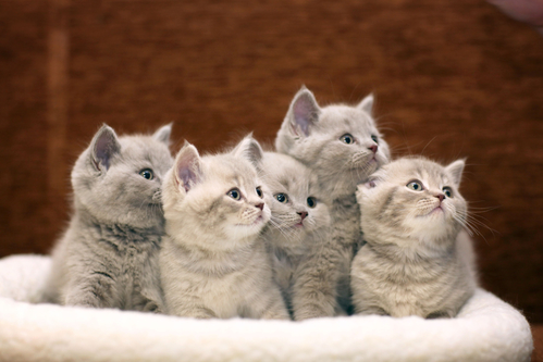 How To Insure Your Pet In France