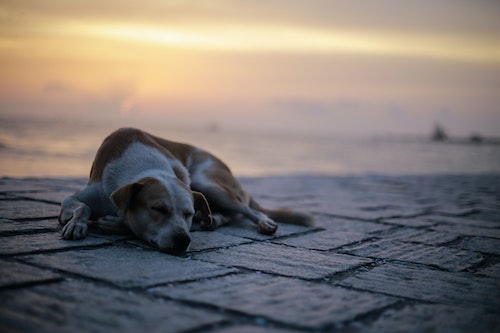 Stray Animals Abroad: How To Help - Expat Focus