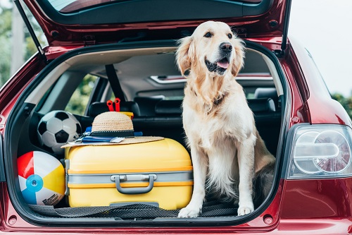 Moving Abroad With Pets: How Have The Rules Changed Due To Covid? - Expat  Focus