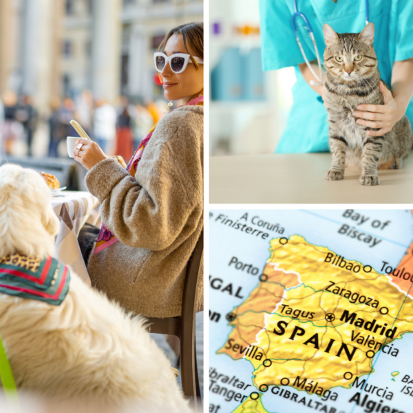 An Expat’s Path To A Pet-Friendly Spanish Experience