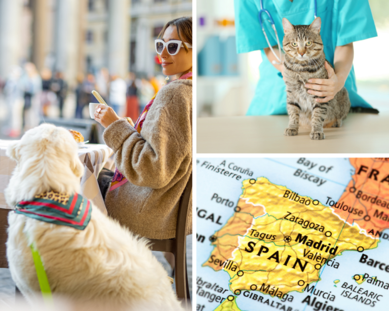 An Expat's Path To A PetFriendly Spanish Experience Expat Focus